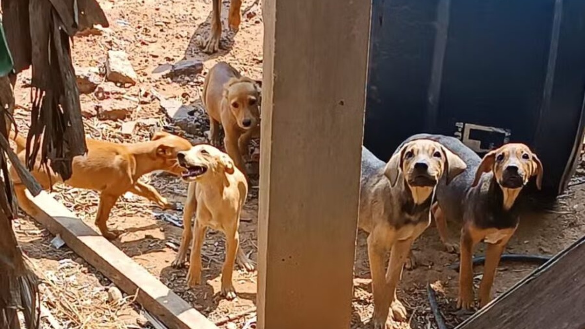 Cães no quintal de residência relacionada à investigação no bairro Wanderley Dantas, em Rio Branco.